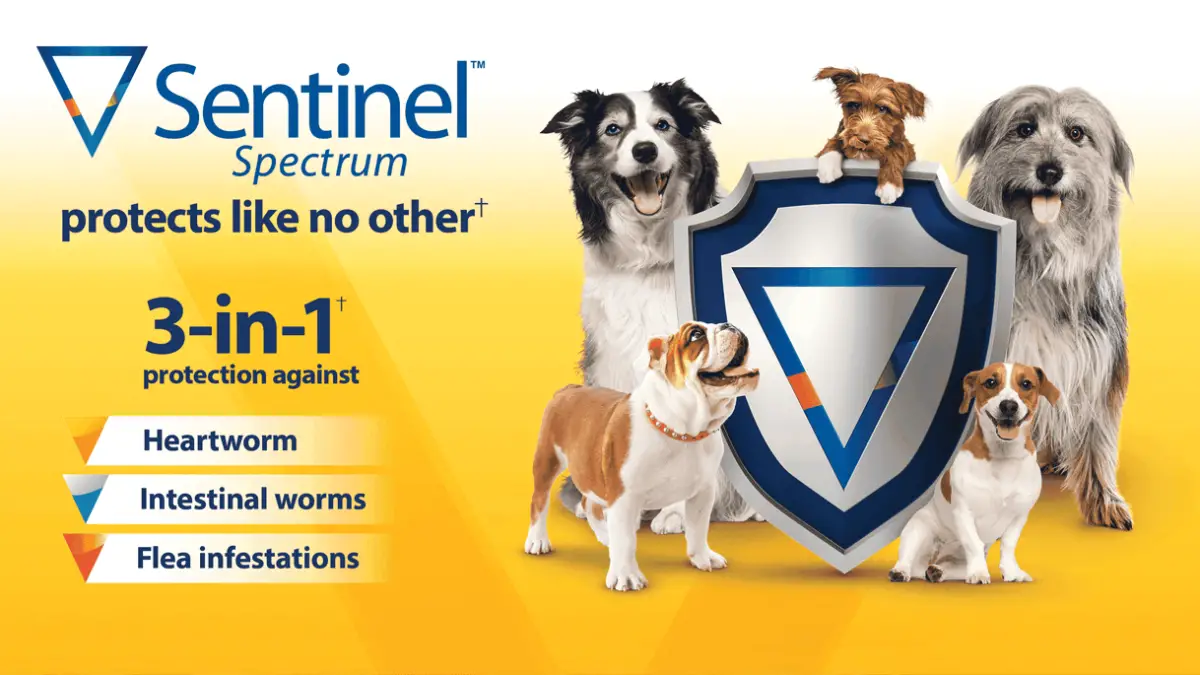 Is Sentinel Spectrum a Good Choice For Dogs
