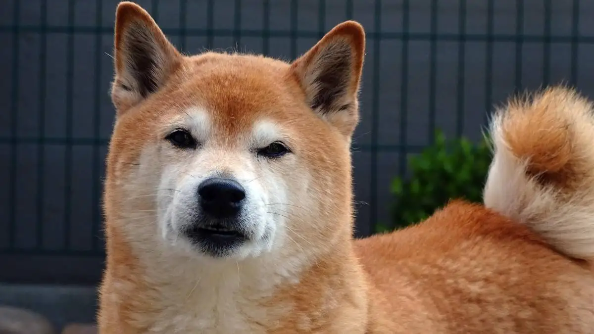 Shiba Inu Dog Breed - True History & Origin