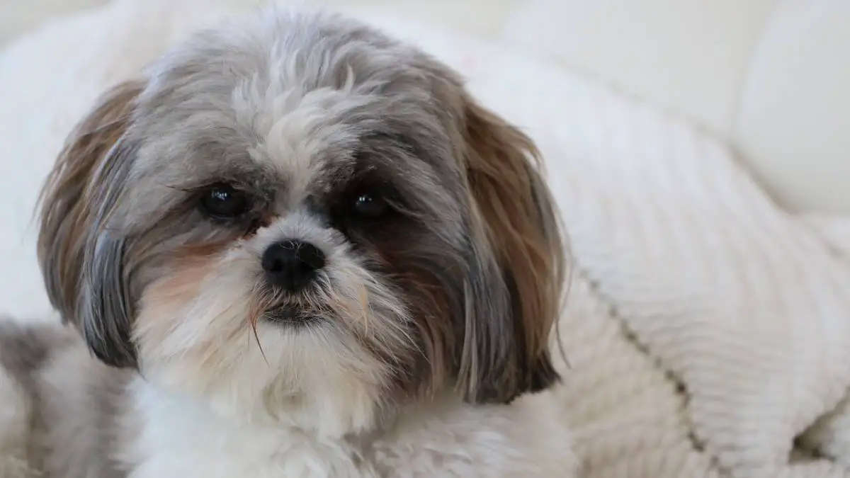 Shih Tzu Temperament - What Is So Special About These Dogs?