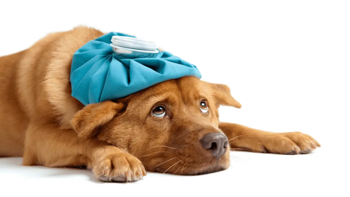 ¿Los perros tienen dolores de cabeza?
