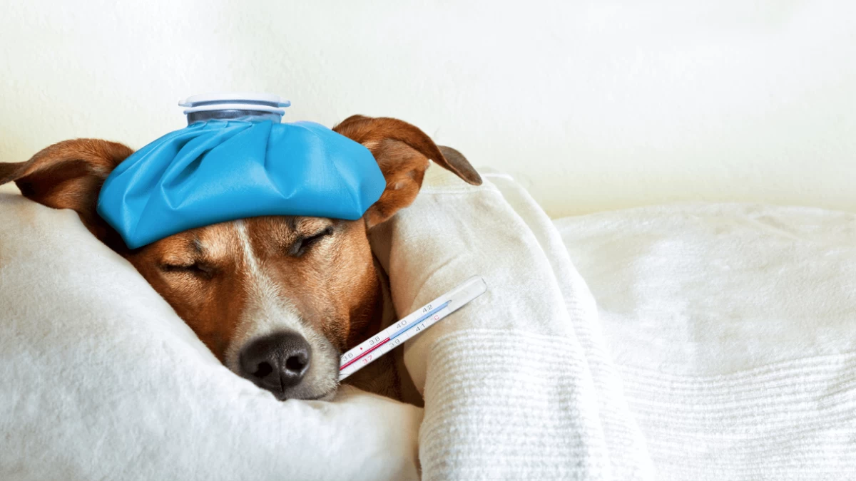 Dog Fever - Causes, Symptoms & Treatment