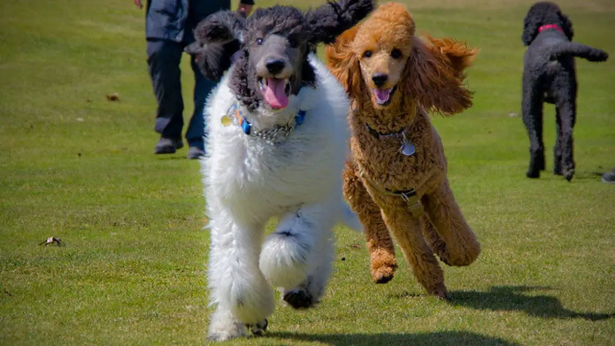Find Out if the Poodle is the Right Dog For You