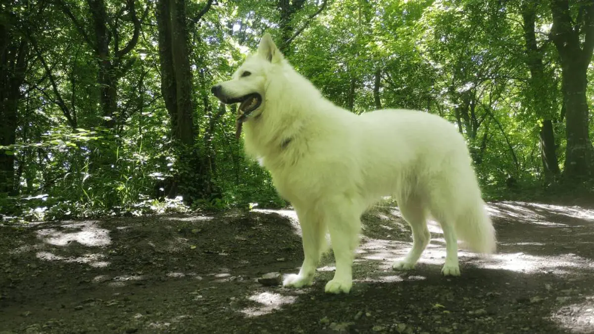 What Is Like To Own a White Swiss Shepherd?