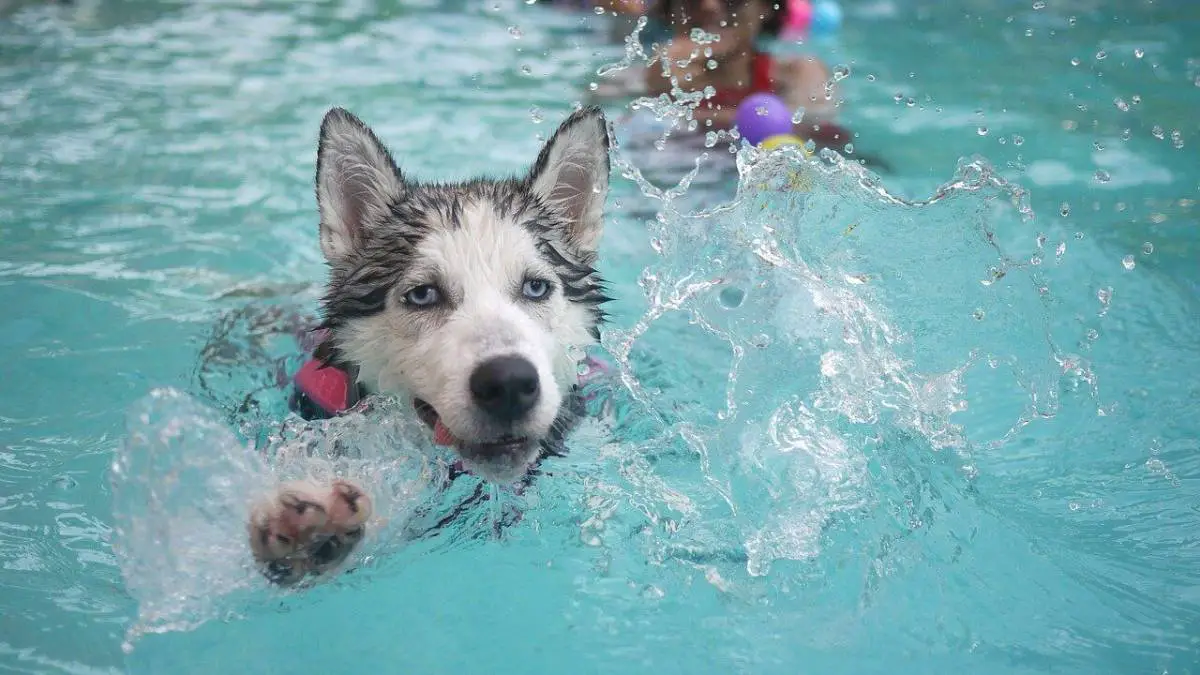 How to Teach a Dog to Swim?