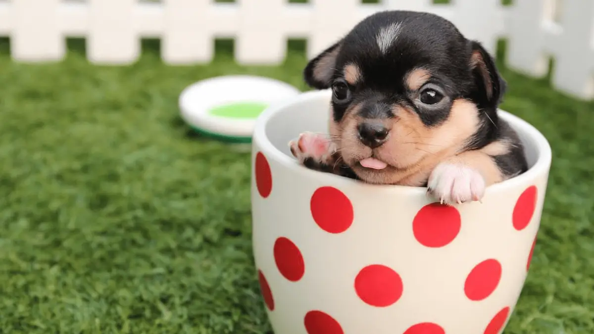 Teacup Chihuahua - Is It The Right Choice For Me?