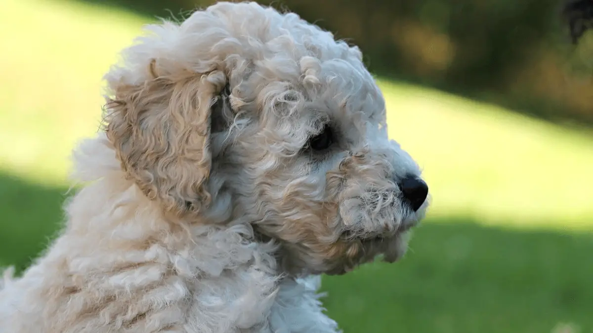 How to Recognize Teacup Poodle