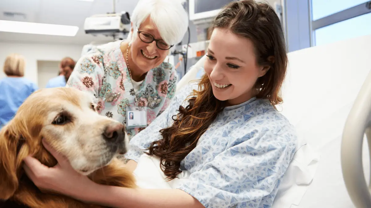Adiestramiento de perros de terapia: condiciones generales y certificación