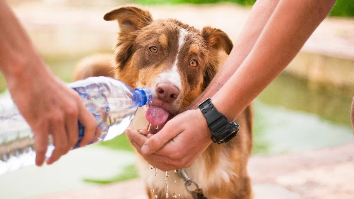 Deshidratación en perros: signos y prevención