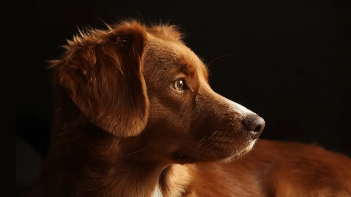 Purebred vs. Mixed-Breed: Which Dogs Are Healthier?