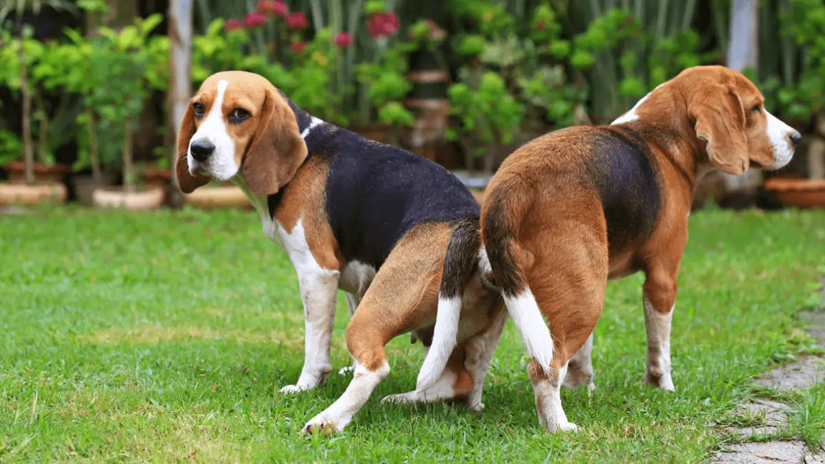 Dogs Mating - All You Need To Know