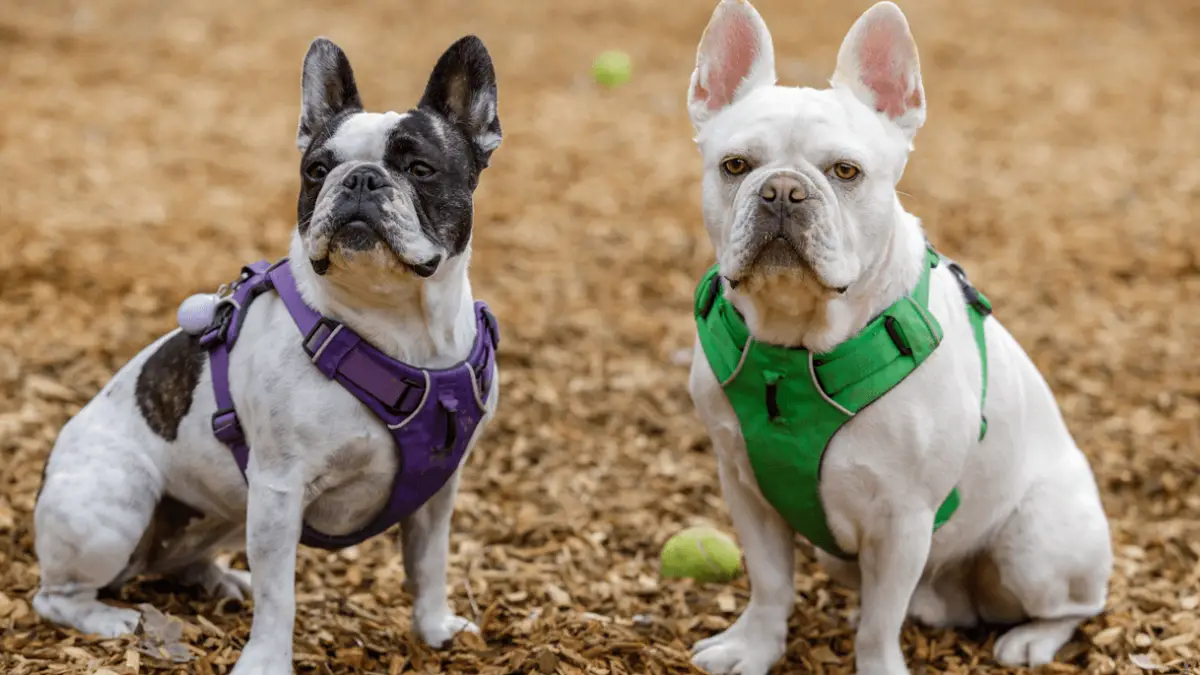 Frenchton [Complete Breed Guide 2023]