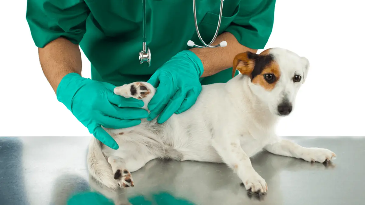 Dasuquin for Dogs - What Vets Tell You
