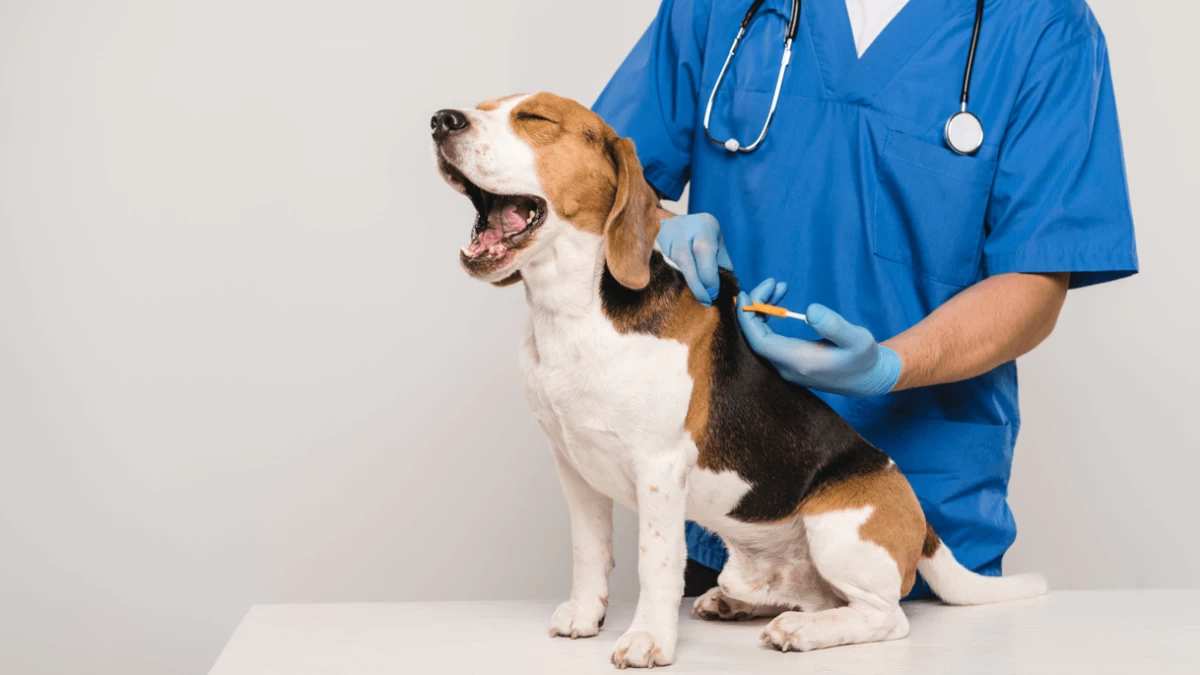Should You Microchip Your Dog