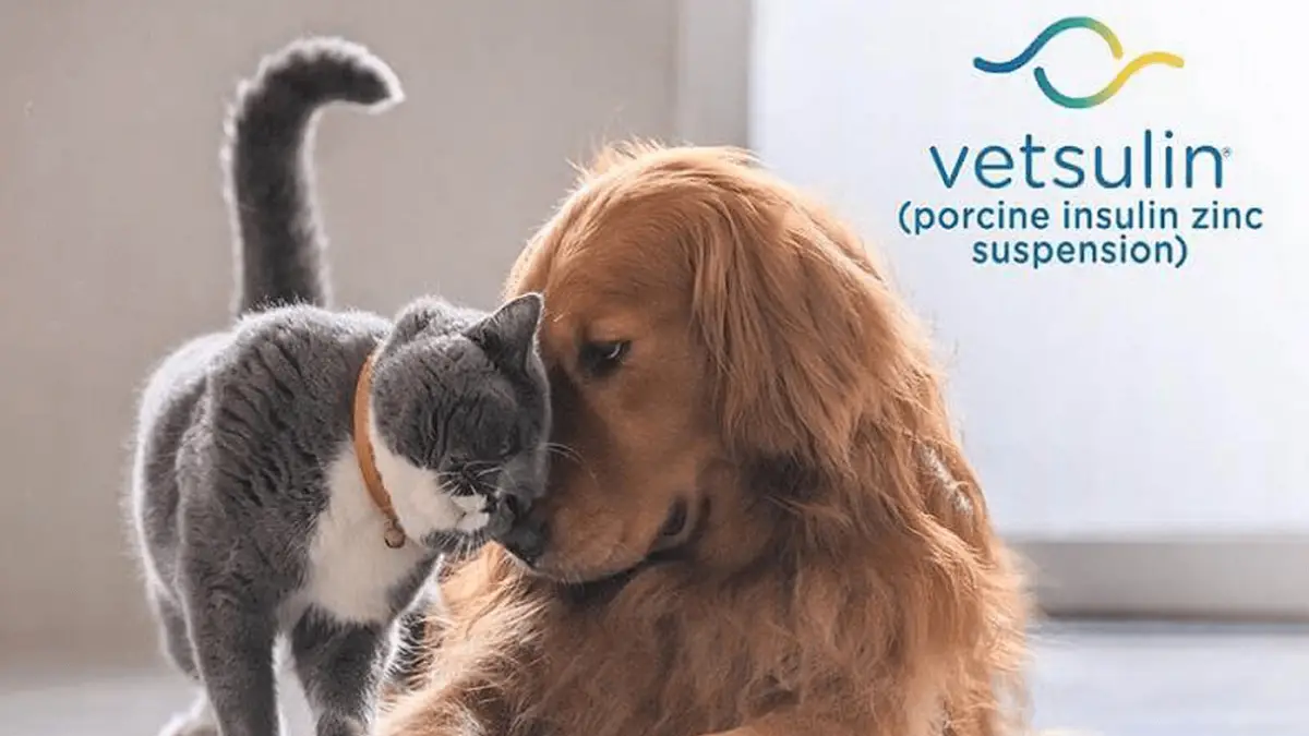 Vetsulin for Dogs - Where to Get it?