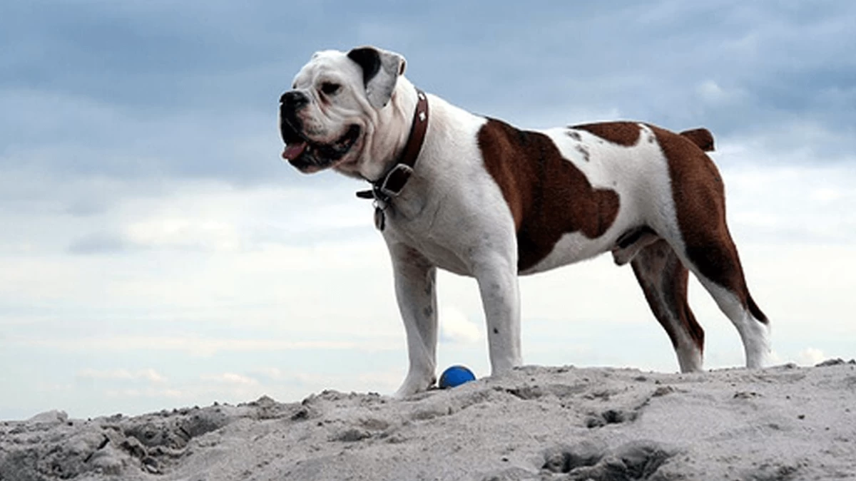 Victorian Bulldog - Beautiful But Not So Popular Dog