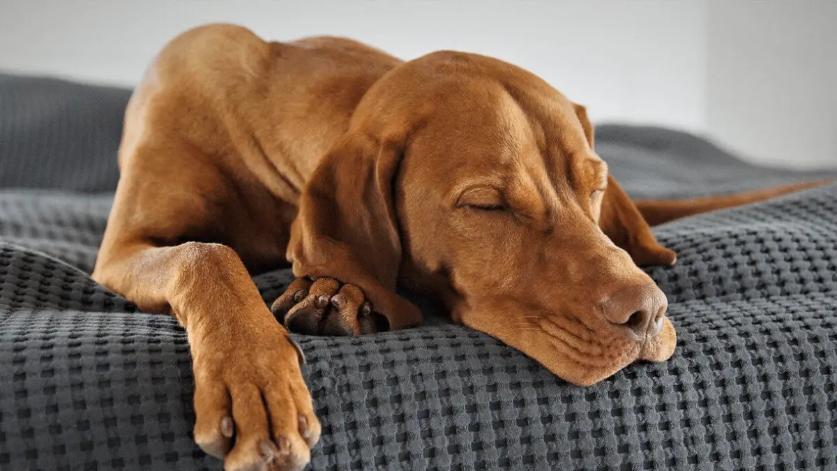 ¿Deberías estar preocupado si tu perro duerme todo el día?