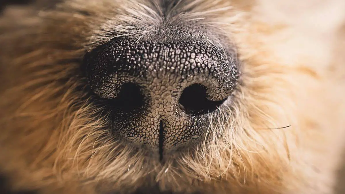 5 razloga zašto psi imaju mokre nosove i kada se treba zabrinuti