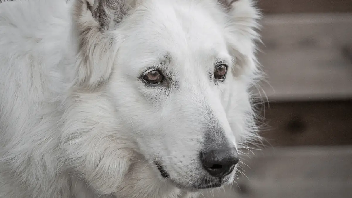 White German Shepherds- Are They Real?