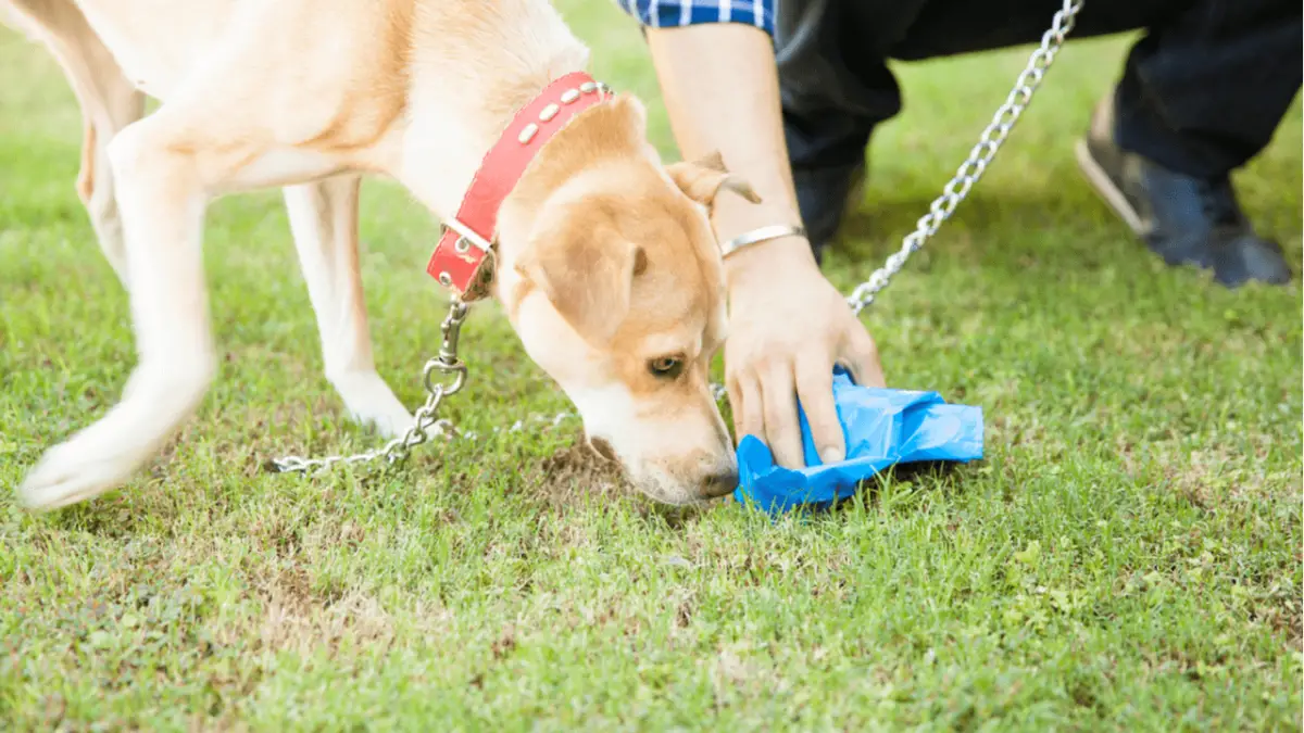 Why Do Dogs Eat Poop?