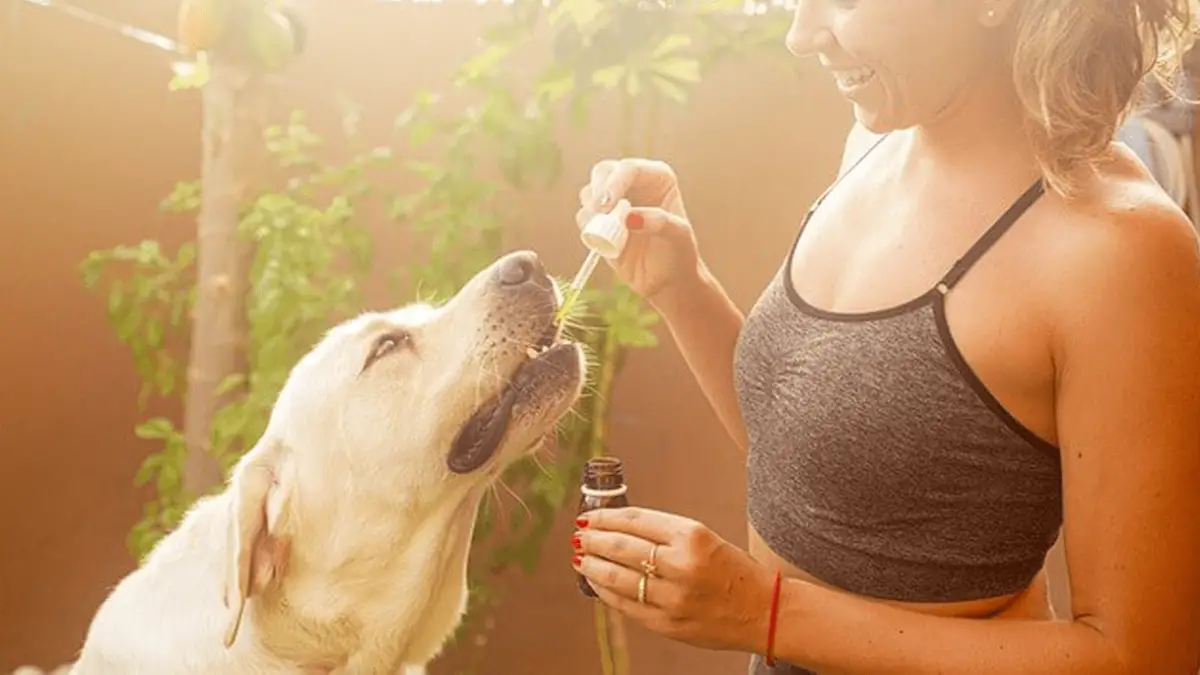 Why You Should Try CBD Oil for Dogs?