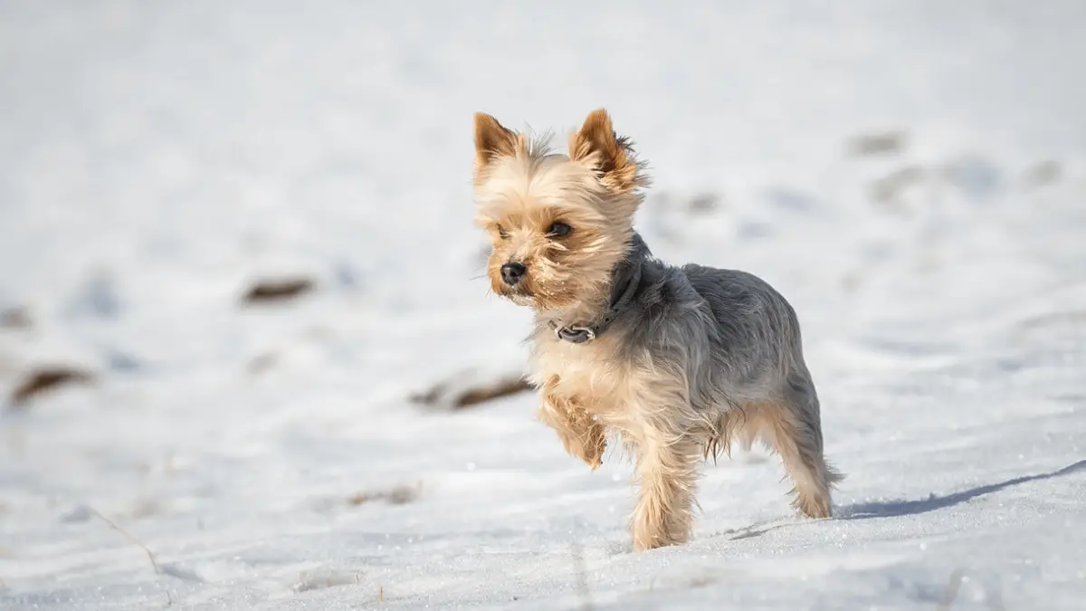 7 Yorkshire Terriers Fun Facts You Didn't Know