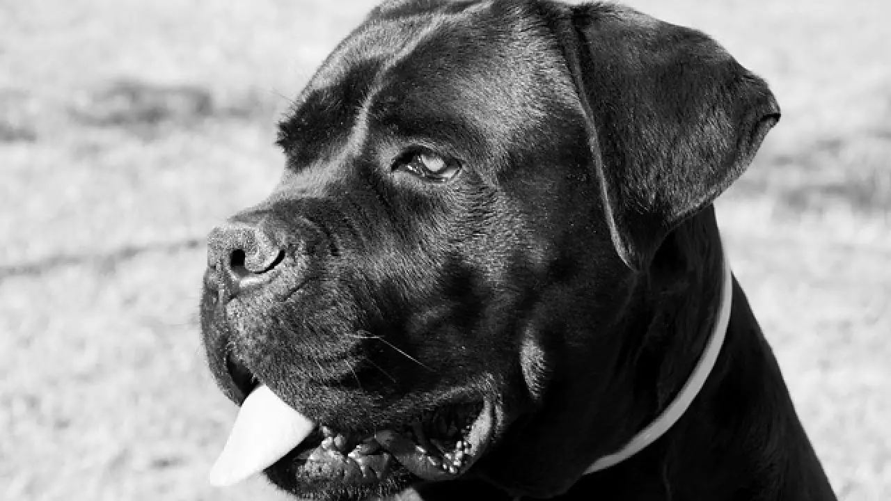 Cane Corso - dangerous breed or family pet?