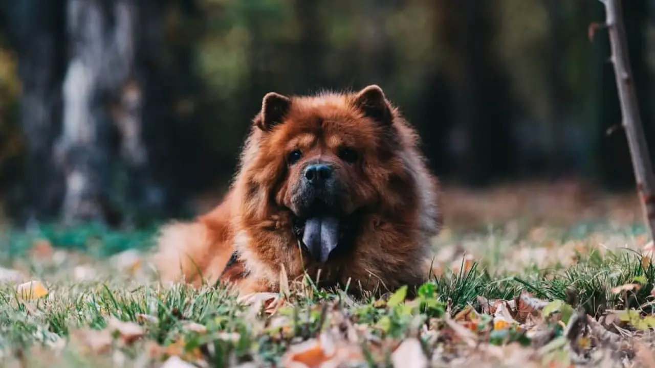 55+ Chow Chow Teddy Bear