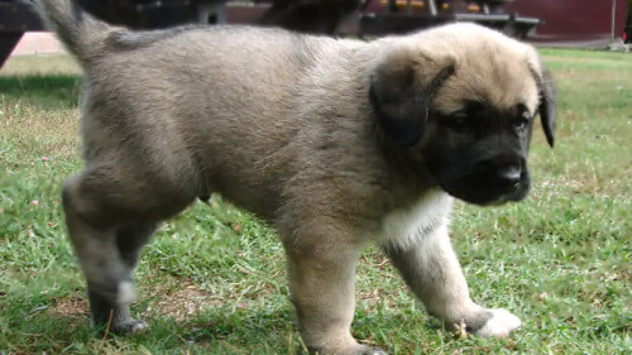 How do Kangals protect the flock?