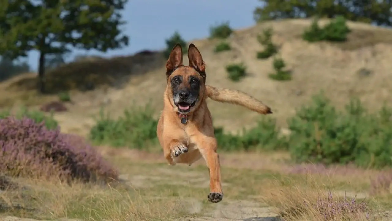 hiking with belgian malinois