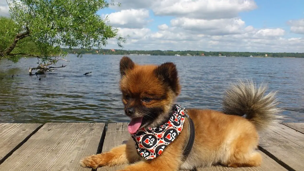 The Pomeranian