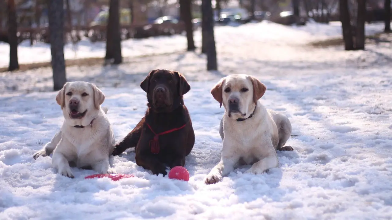 Labrador Retriever coat colors