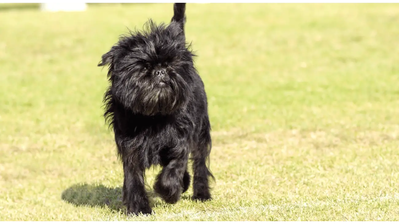 Affenpinscher