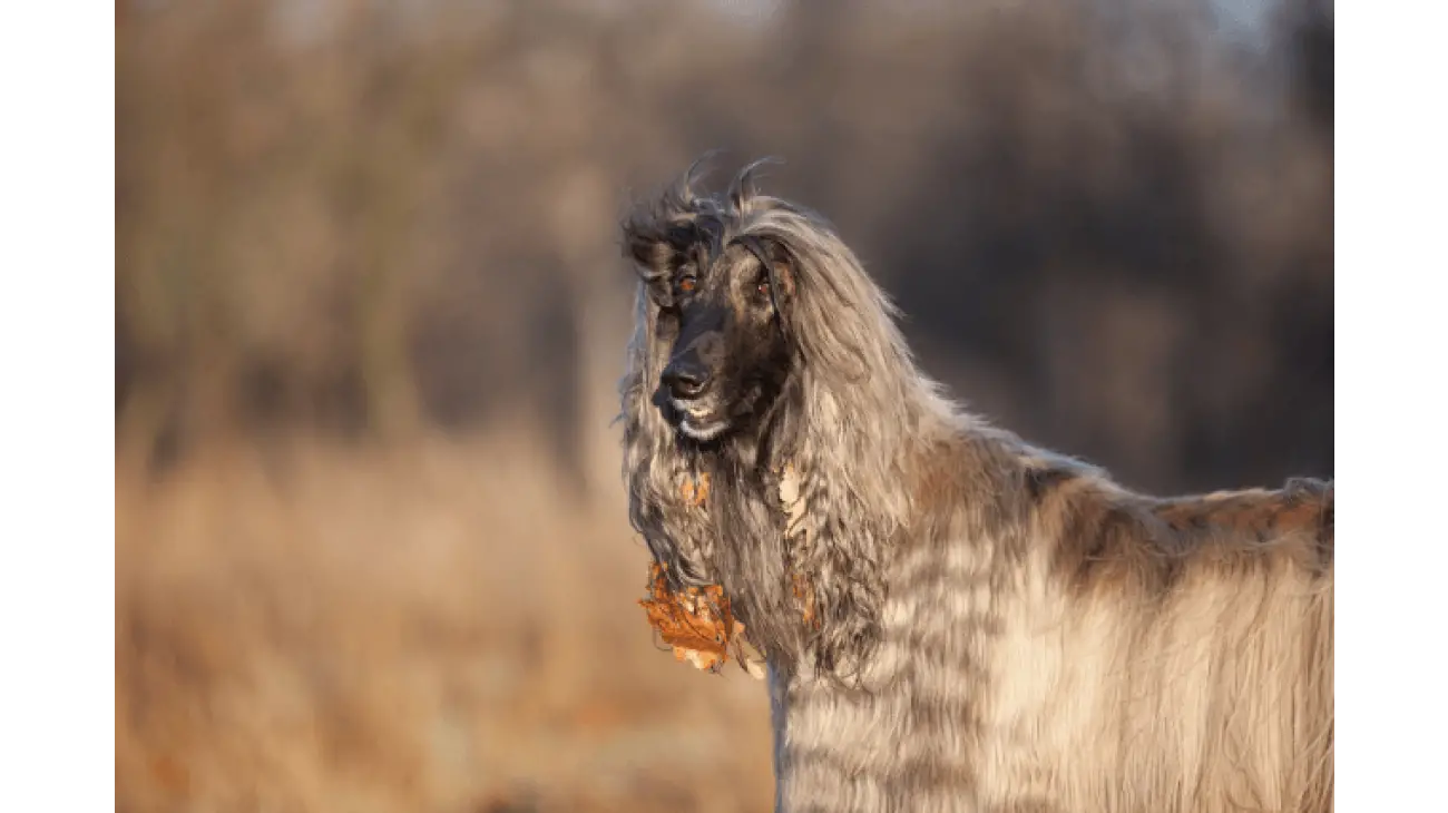 Afghan Hound 1