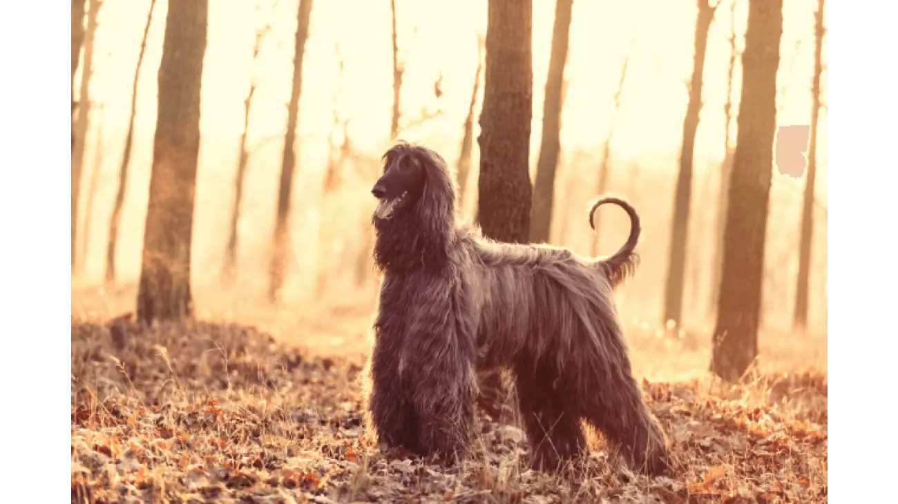 Afghan Hound 3