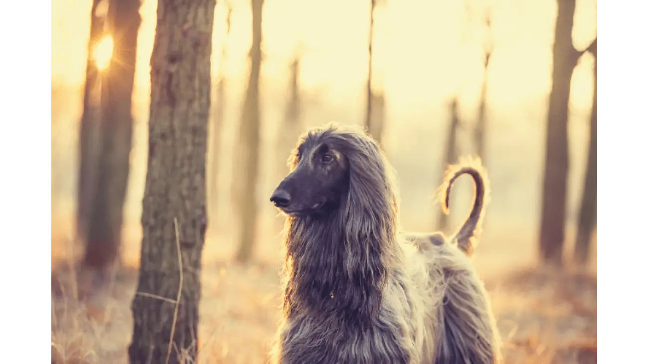 Afghan Hound 4