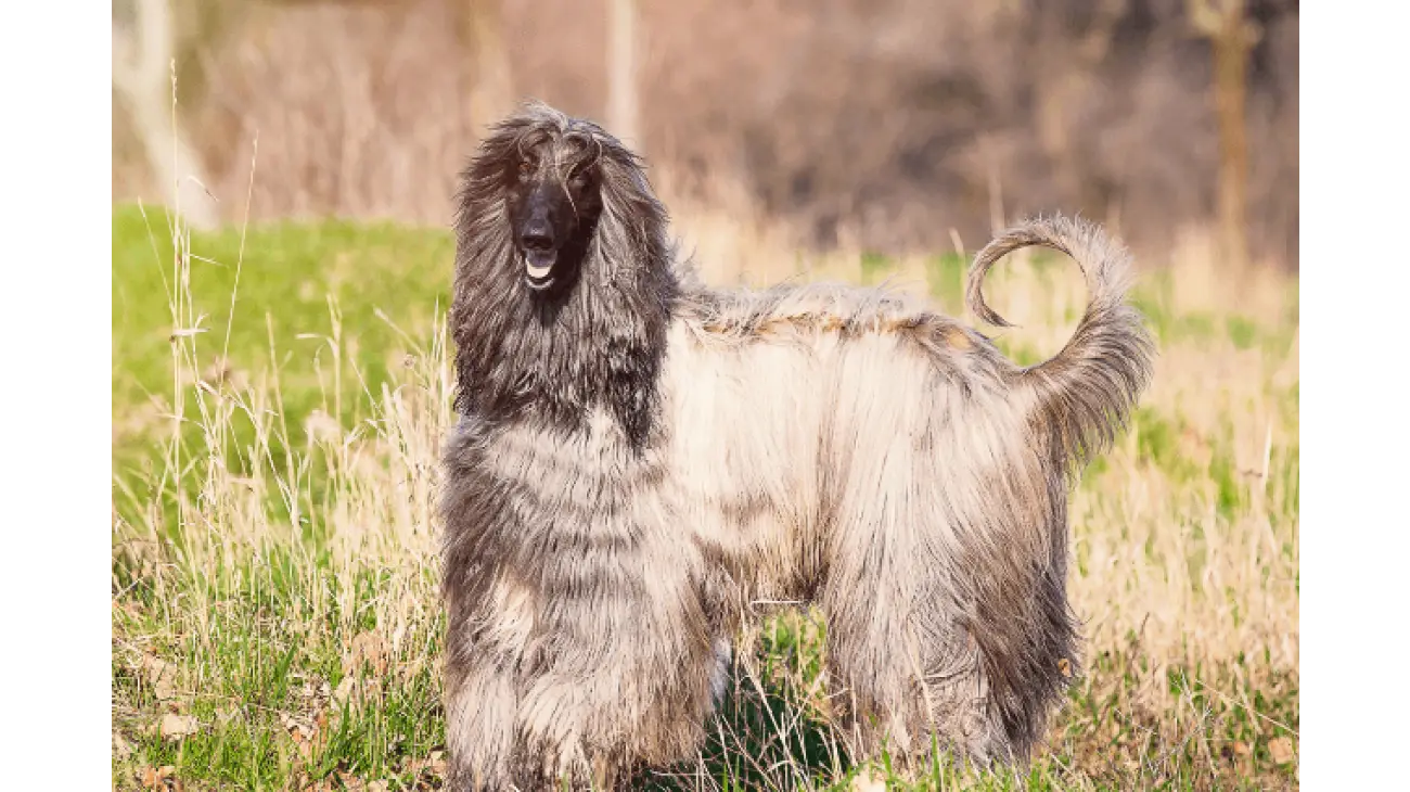 Afghan Hound 0