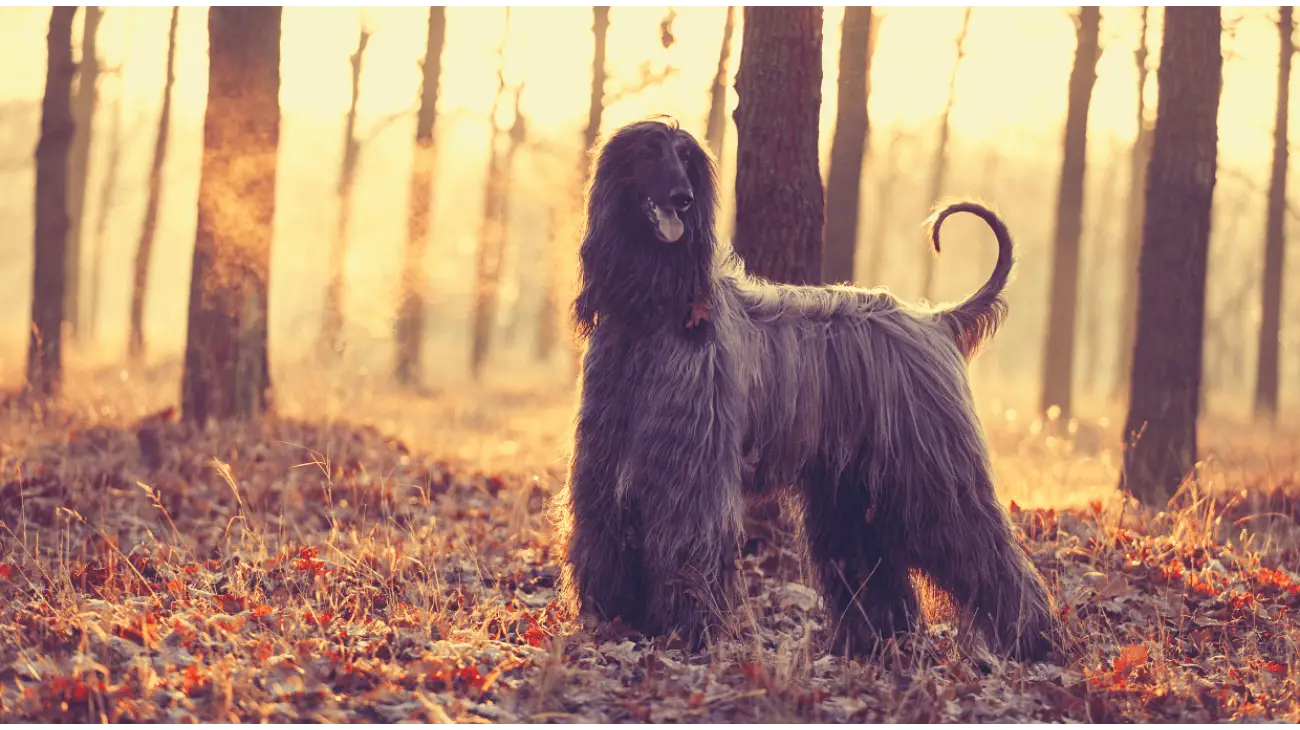 Afghan Hound