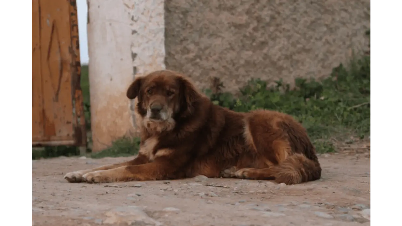 Perro de Montaña del Atlas (Aïdi) 0