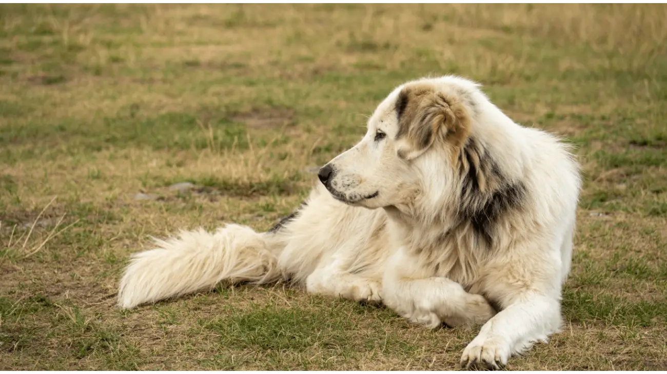 Perro de Montaña del Atlas (Aïdi)