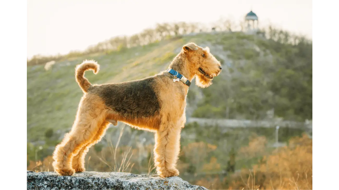 Airedale Terrier 1