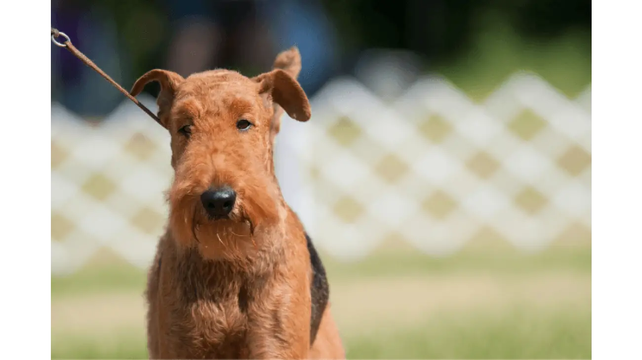 Airedale Terrier 2