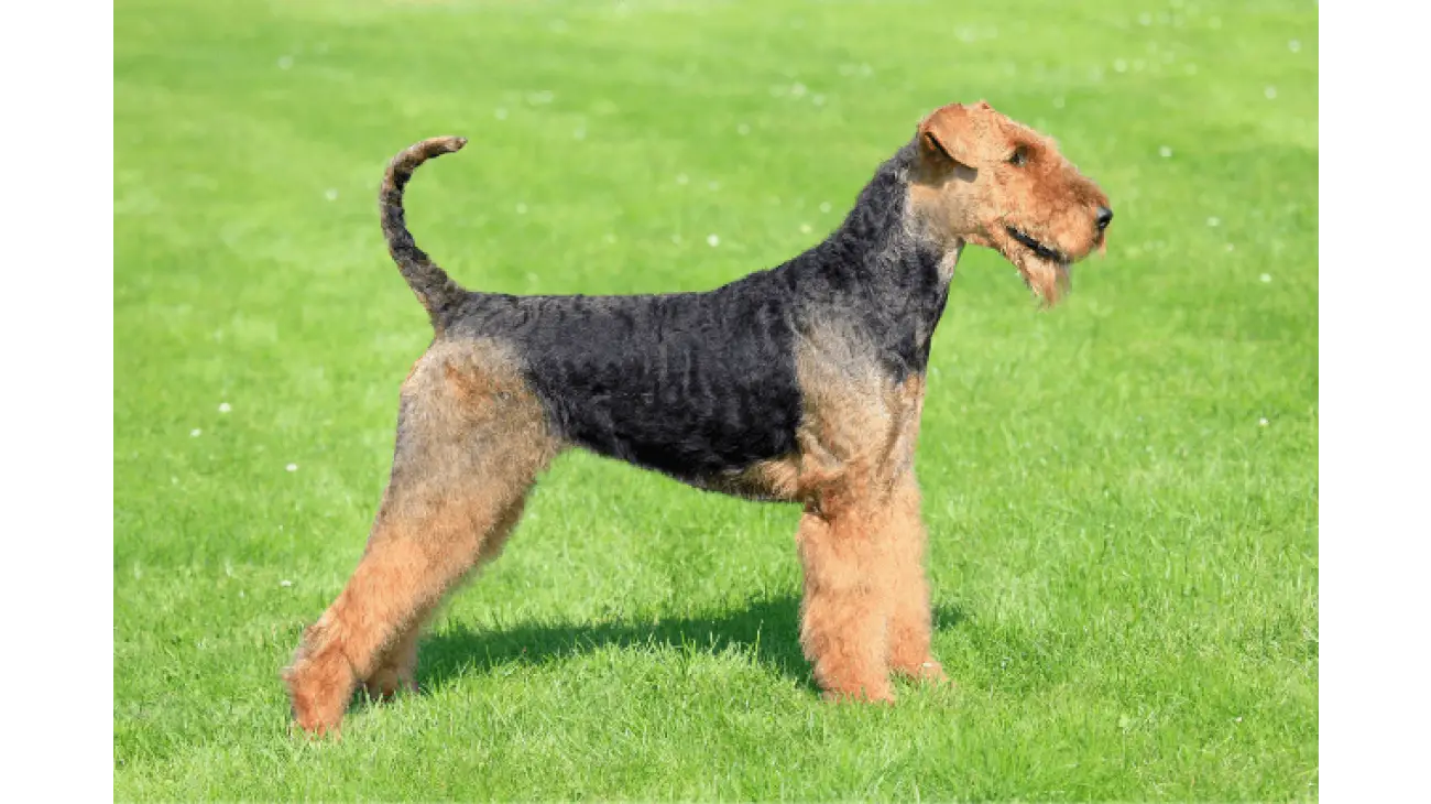 Airedale Terrier 3