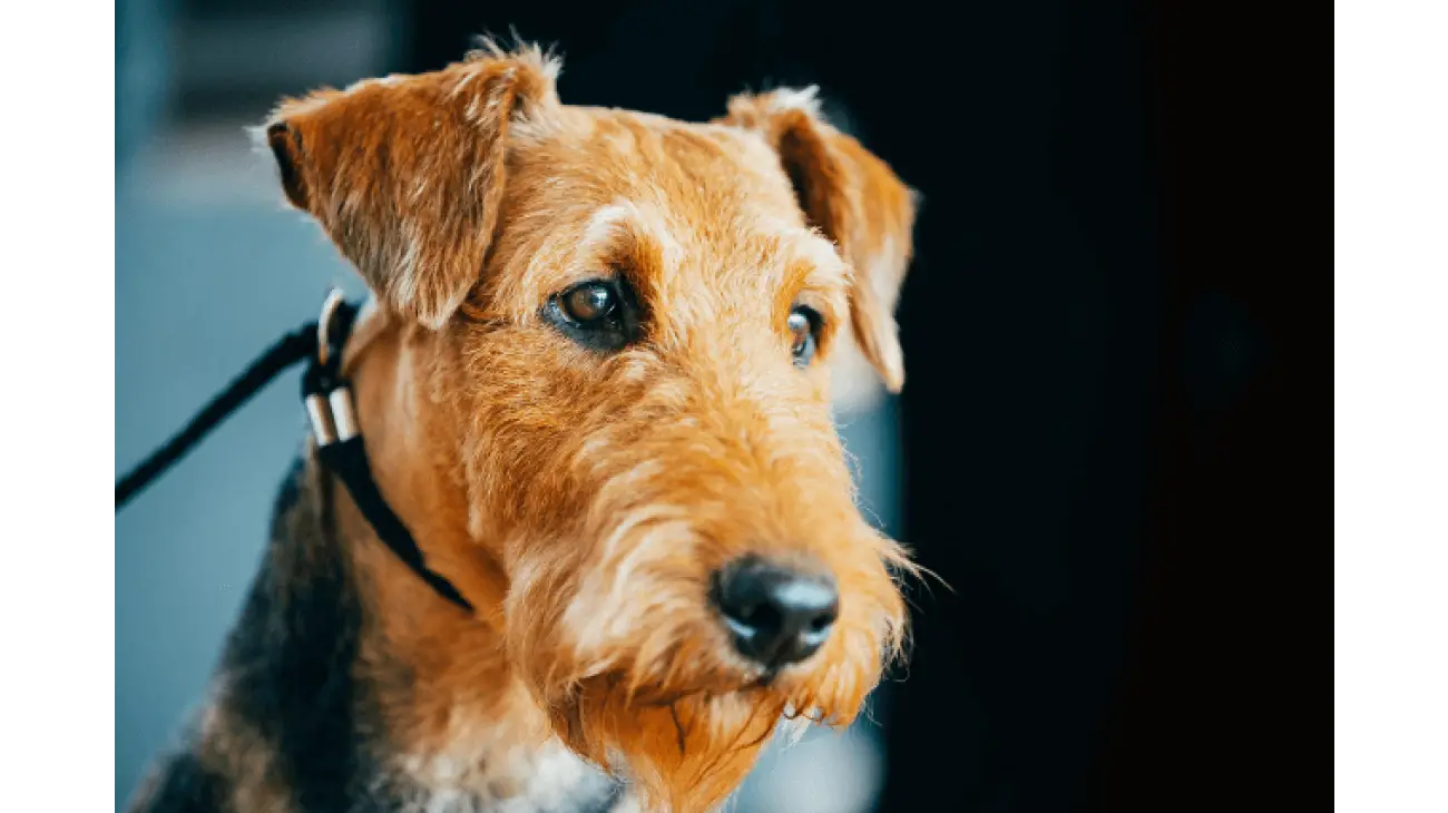 Airedale Terrier 4