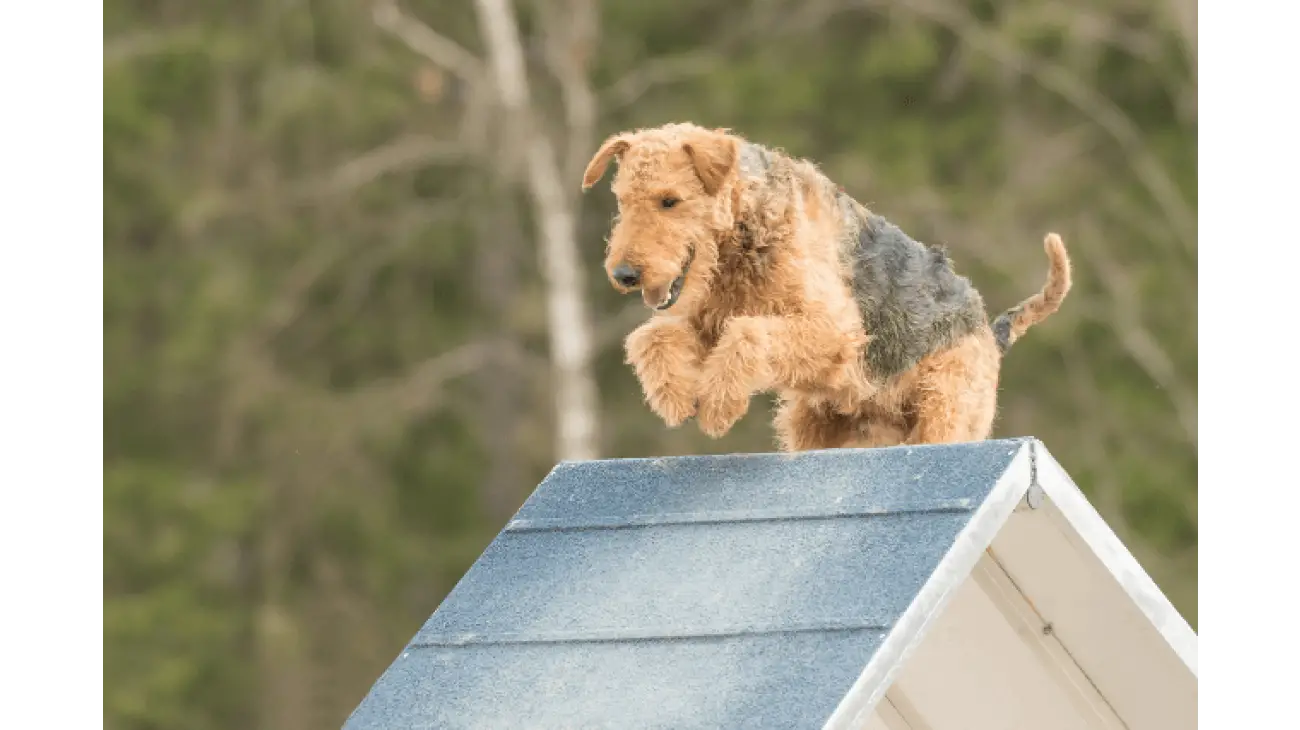 Airedale Terrier 0