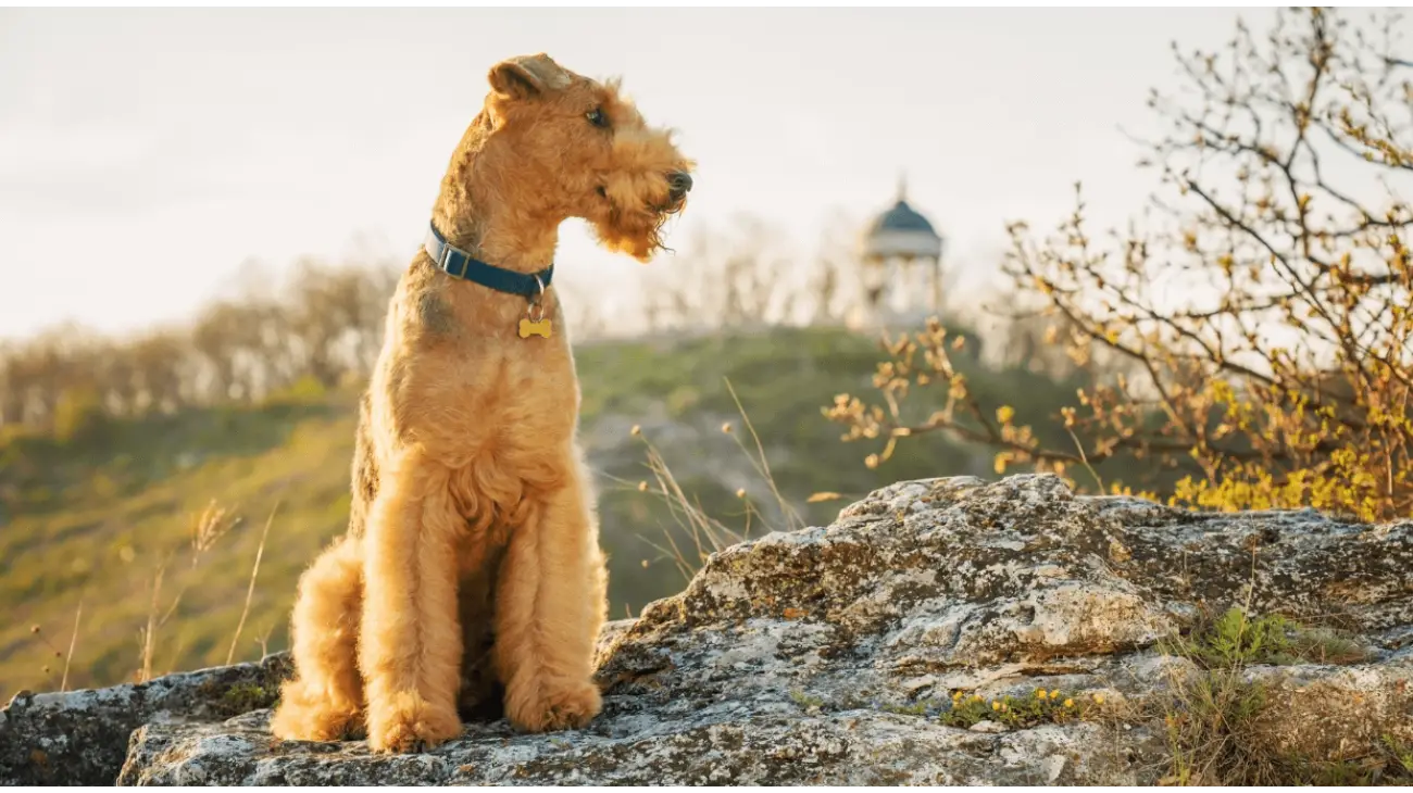 Airedale Terrier