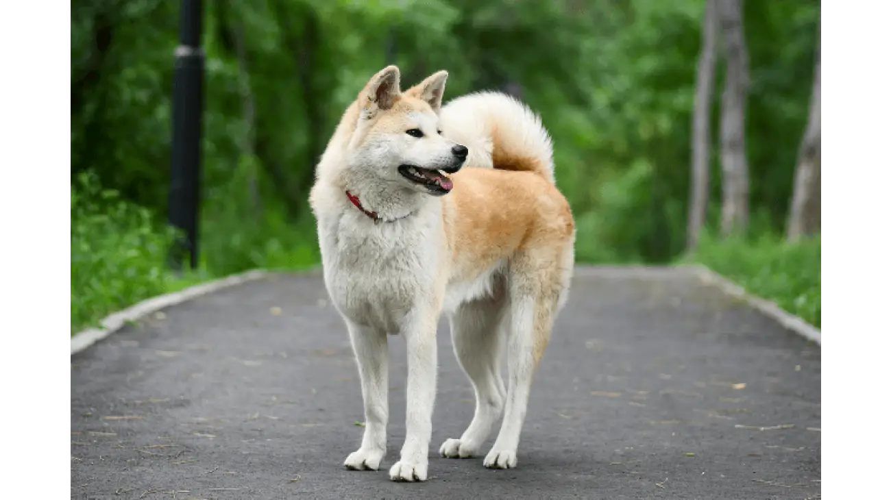 Akita Inu 2