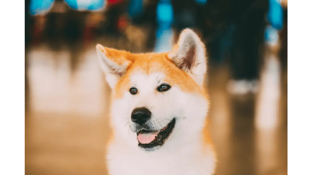 Akita Inu 3