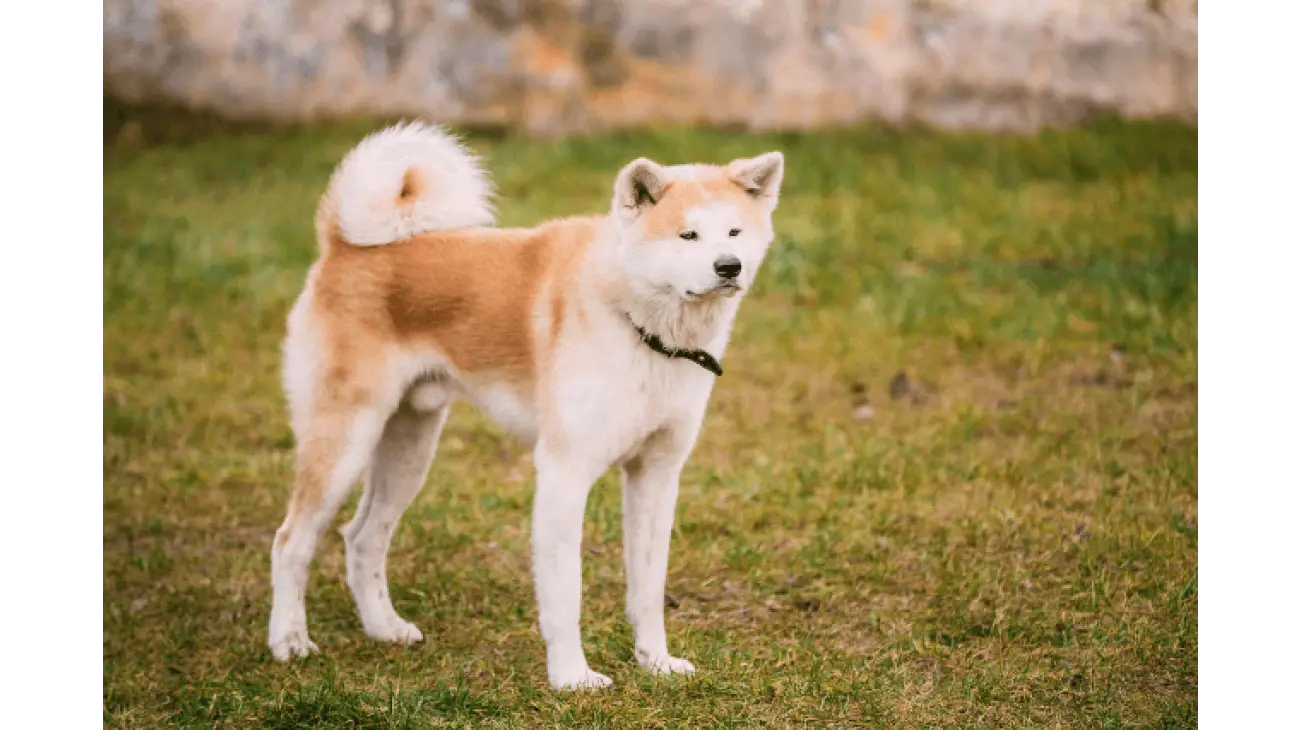 Akita Inu 4