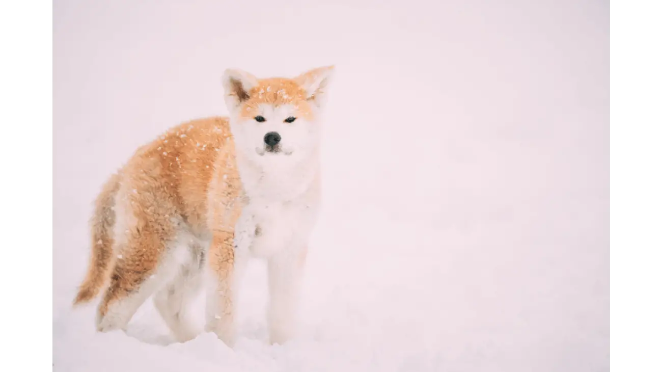 Akita Inu 5