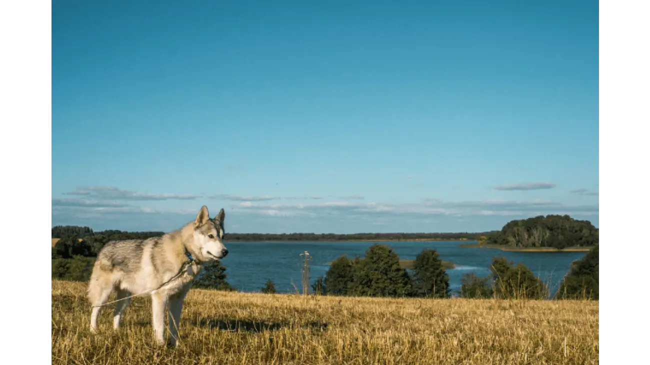 Alaskan Malamute 4